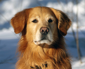 yankee golden retriever club yankee golden retriever club yankee golden retriever club yankee golden retriever club