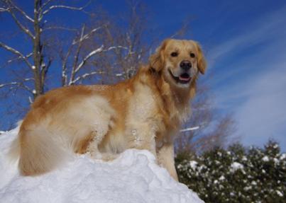 yankee golden retriever club yankee golden retriever club yankee golden retriever club yankee golden retriever club